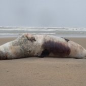Dode grijze zeehond Noordwijk